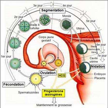 Le parcours des spermatozoïdes jusquà lovule